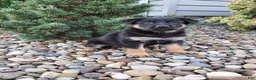 German Shepherd dogs for sale: Skye - Ad 7