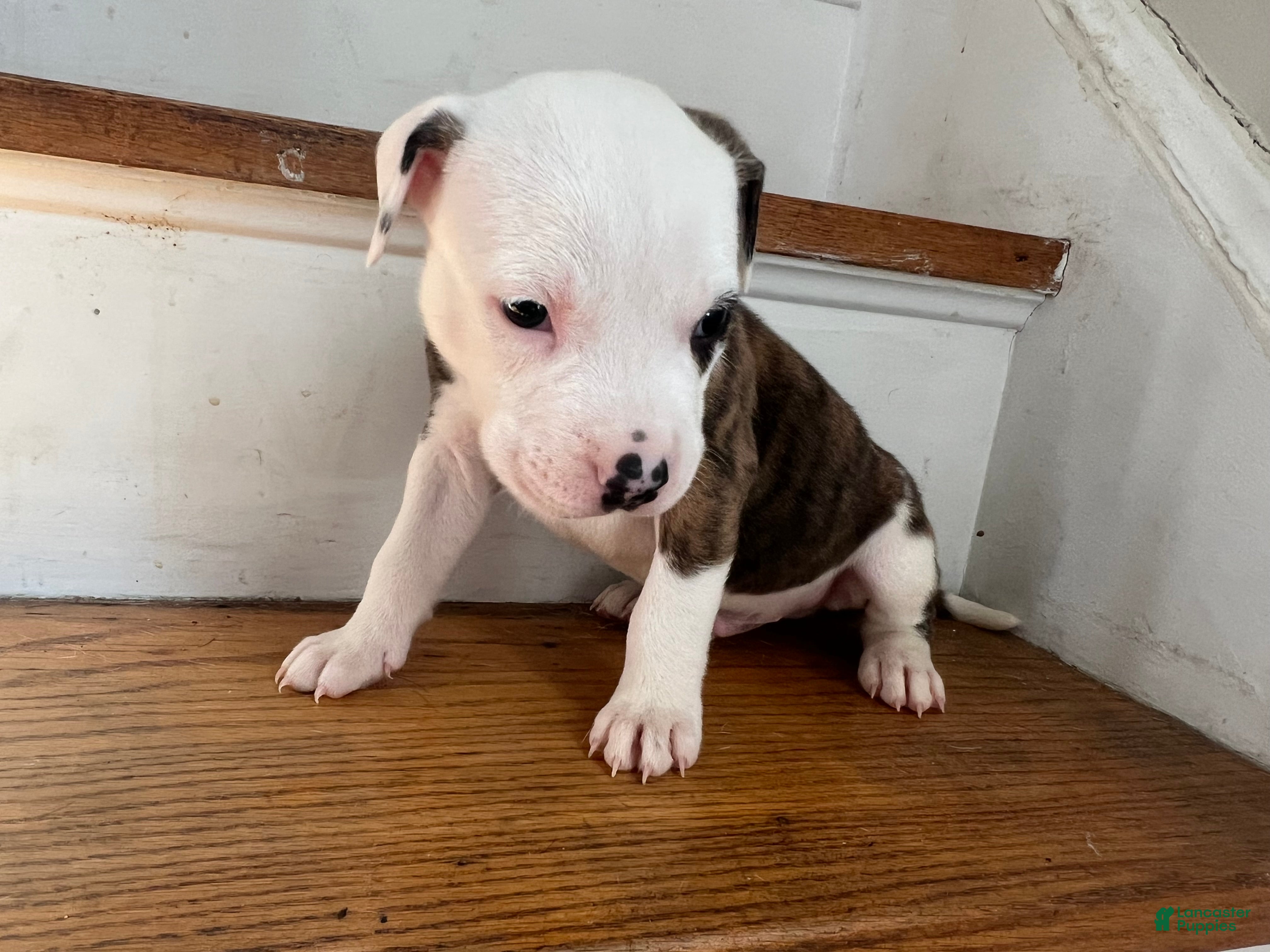 American Pit Bull Terrier dogs American Pit Bull Terrier Puppy 2 (Rosco)  - Ad 35