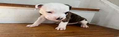 American Pit Bull Terrier Puppy 2 (Rosco) 