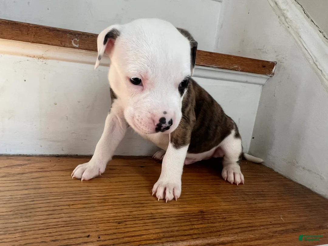 American Pit Bull Terrier dogs for sale: American Pit Bull Terrier Puppy 2 (Rosco)  - Ad 1