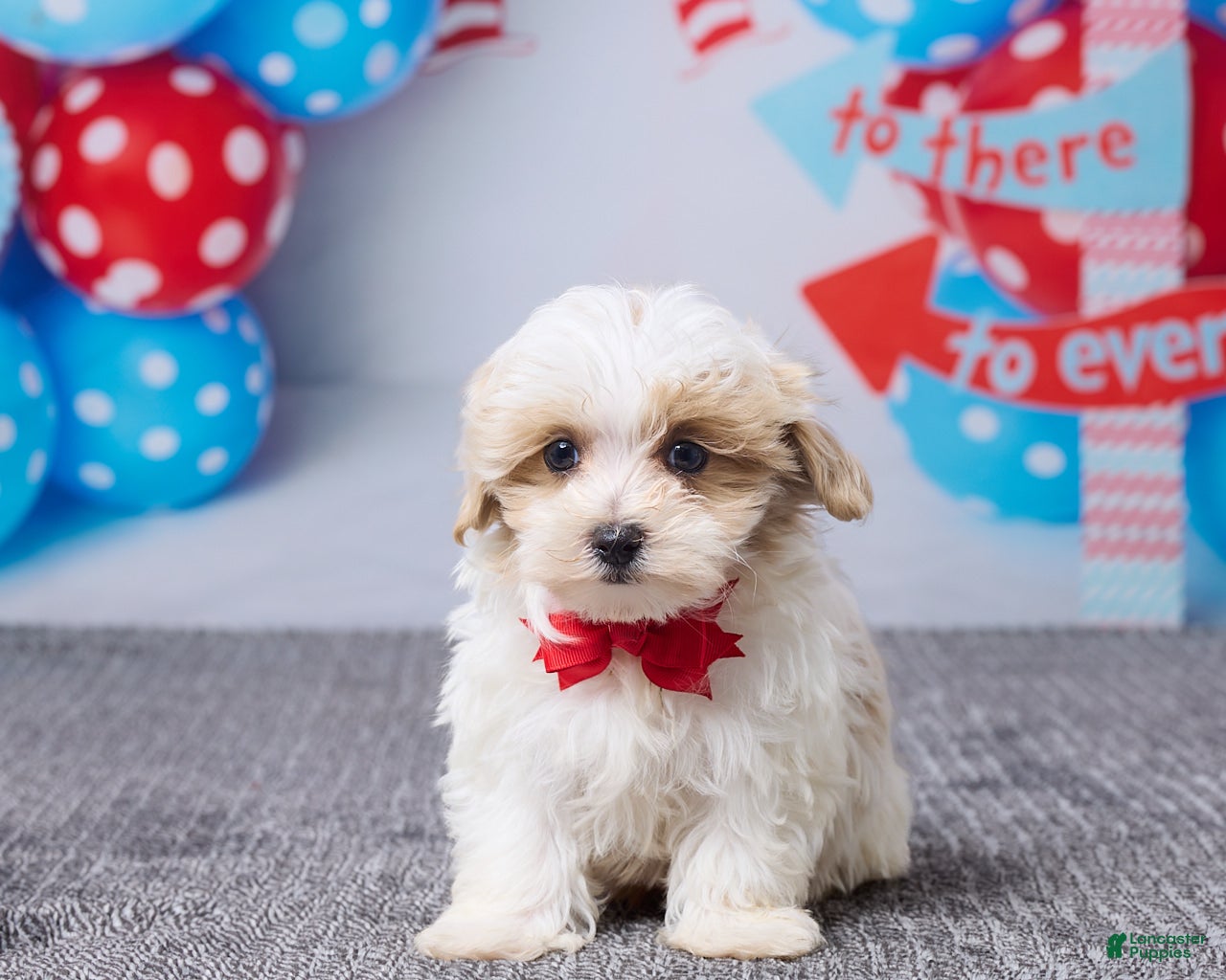 Maltipoo dogs Tyler - Ad 1