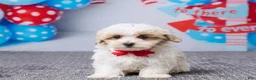 Maltipoo dogs for sale: Tyler - Ad 1