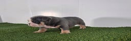 Olde English Bulldogge dogs for sale: Jax - Ad 6