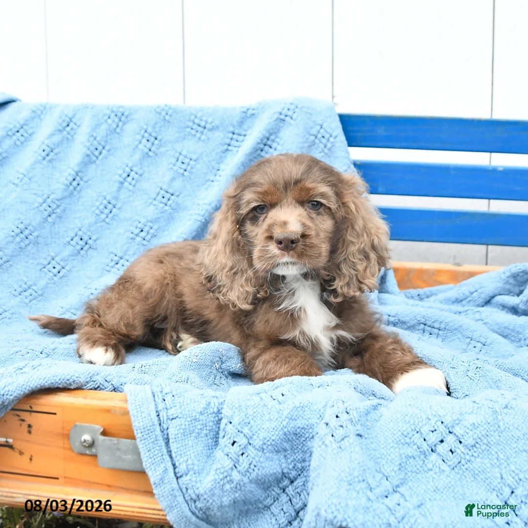 English Cocker Spaniel dogs for sale: Samson - Ad 2