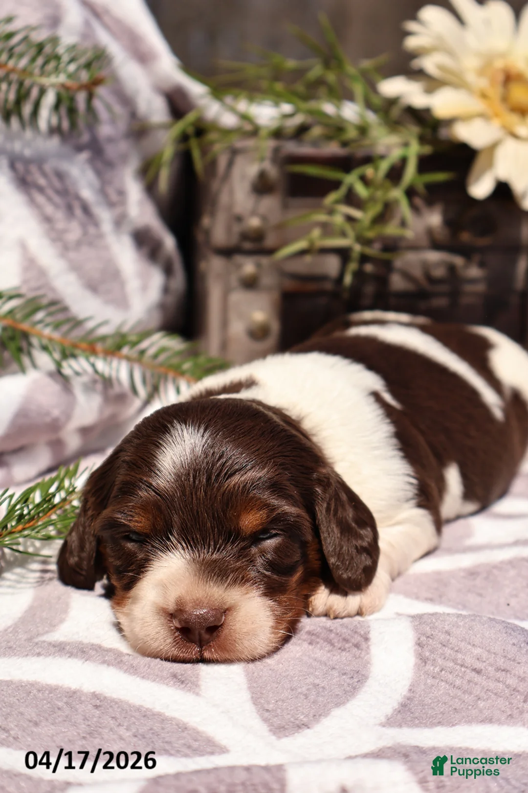 Miniature Dachshund dogs for sale: Mandi - Ad 1