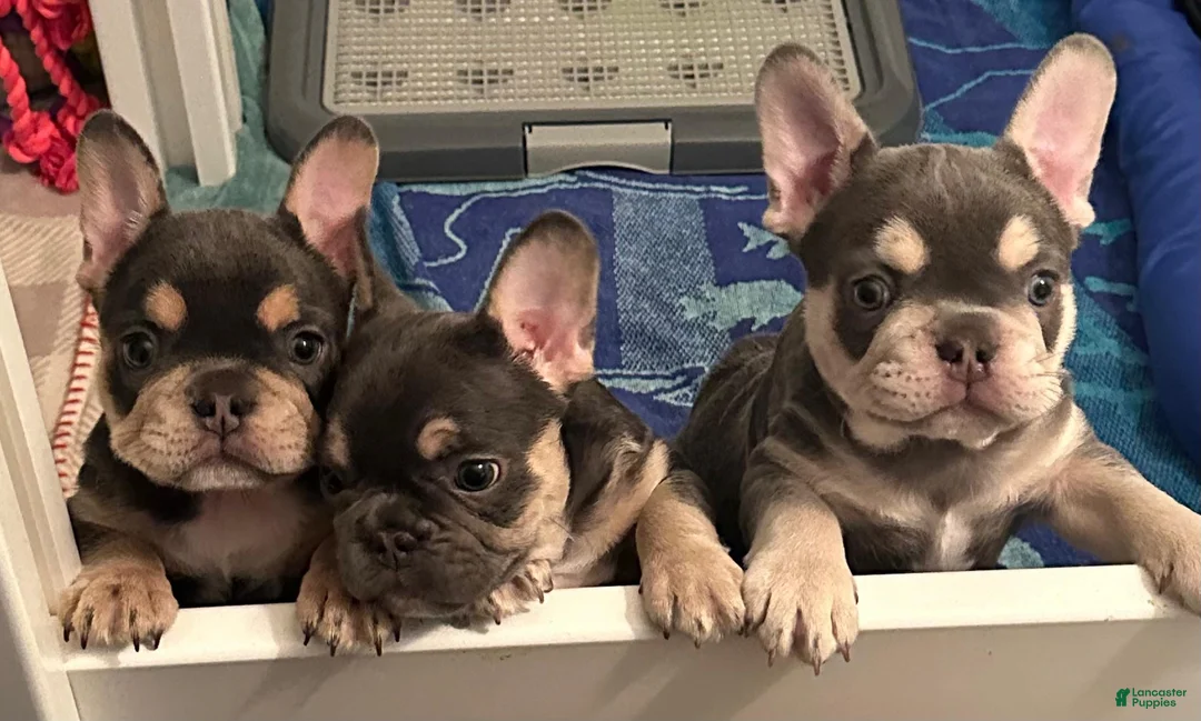French Bulldog dogs for sale: Storm - Ad 10