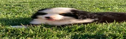 Bernese Mountain Dog dogs for sale: Rambo  - Ad 21