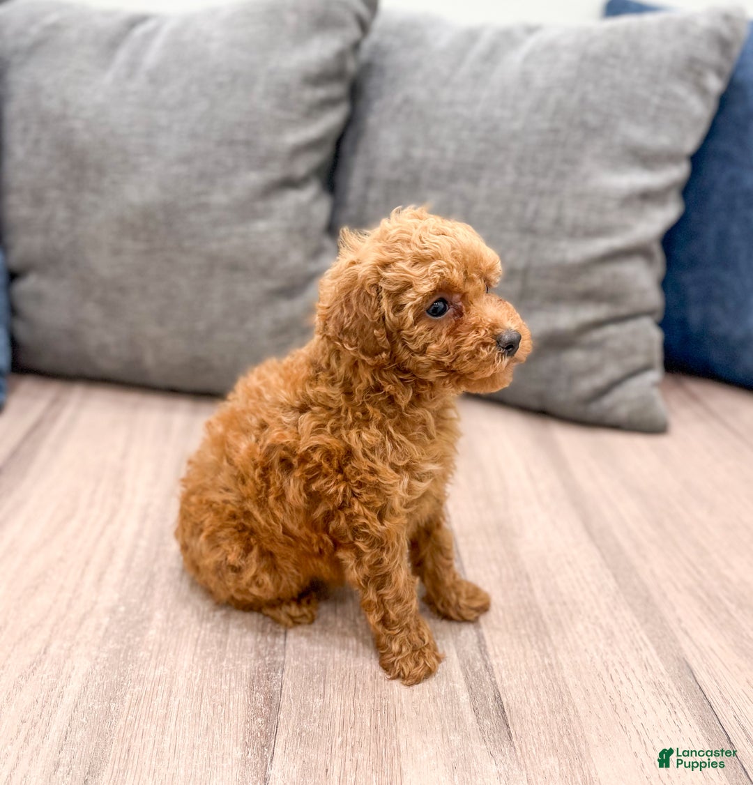 Toy Poodle dogs for sale: Honey - Ad 3
