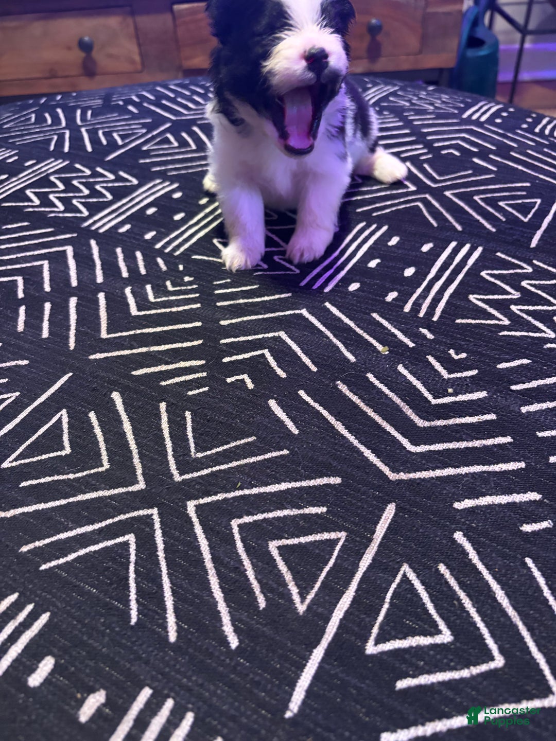 Pomeranian dogs for sale: Domino - Ad 2