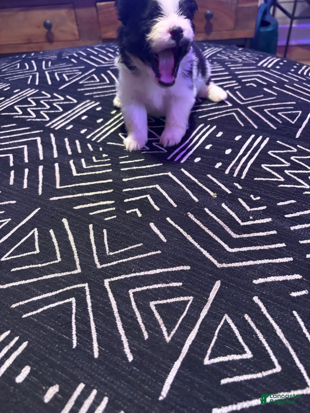 Pomeranian dogs for sale: Domino - Ad 2