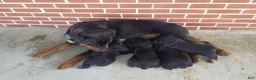 Rottweiler dogs for sale: AKC Spike - Ad 4