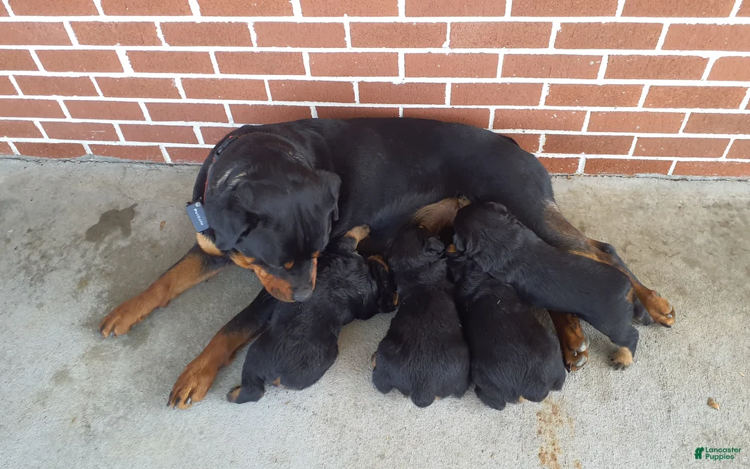 Rottweiler dogs for sale: AKC Spike - Ad 4
