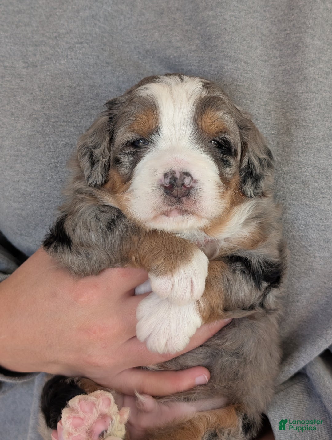 Mini Bernedoodle dogs for sale: Mini Baker  - Ad 7