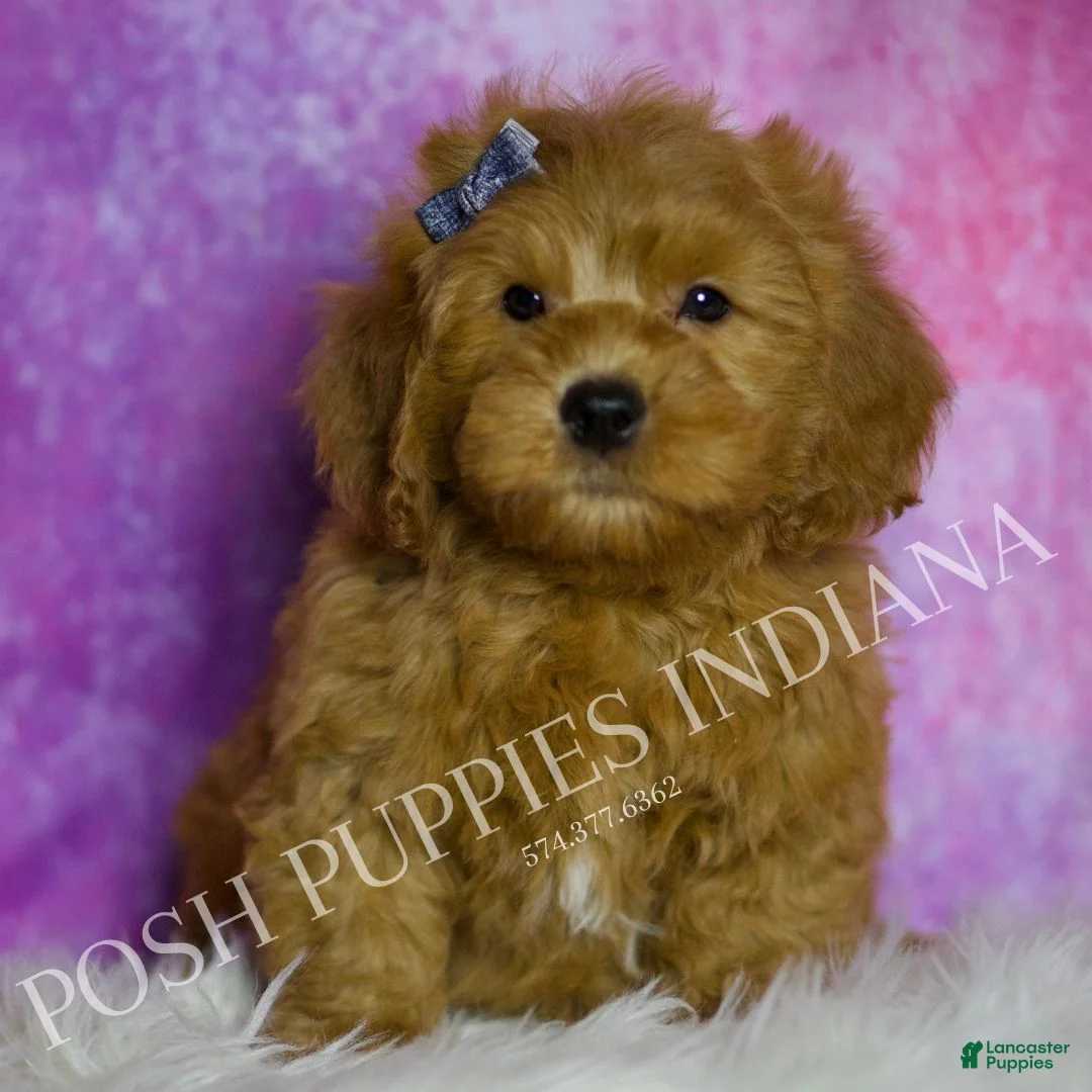 Mini Goldendoodle dogs for sale: Puffin - Ad 5