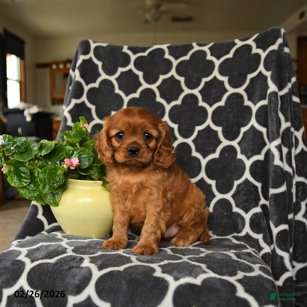 Cavalier King Charles Spaniel dogs for sale: Redhead - Ad 2