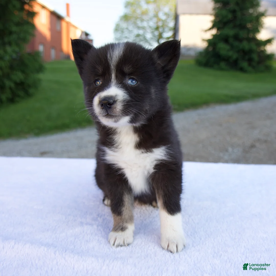 Pomsky dogs for sale: Molly - Ad 2