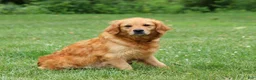 Golden Retriever dogs for sale: Alex - Ad 8