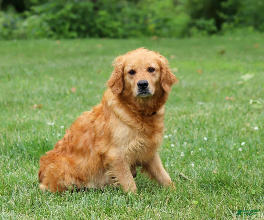Golden Retriever dogs for sale: Alex - Ad 8