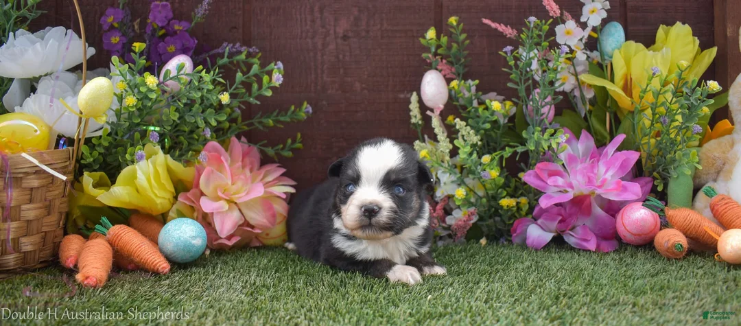 Australian Shepherd dogs for sale: Doc 2 blue eyes *smallest* will stay tiny ~20lbs - Ad 2