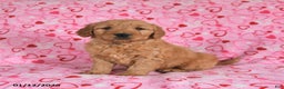 Goldendoodle dogs for sale: Blade - Ad 2