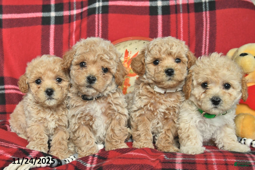 Bichpoo dogs for sale: Tippy  - Ad 5