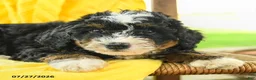 Mini Bernedoodle dogs for sale: Caroline - Ad 5