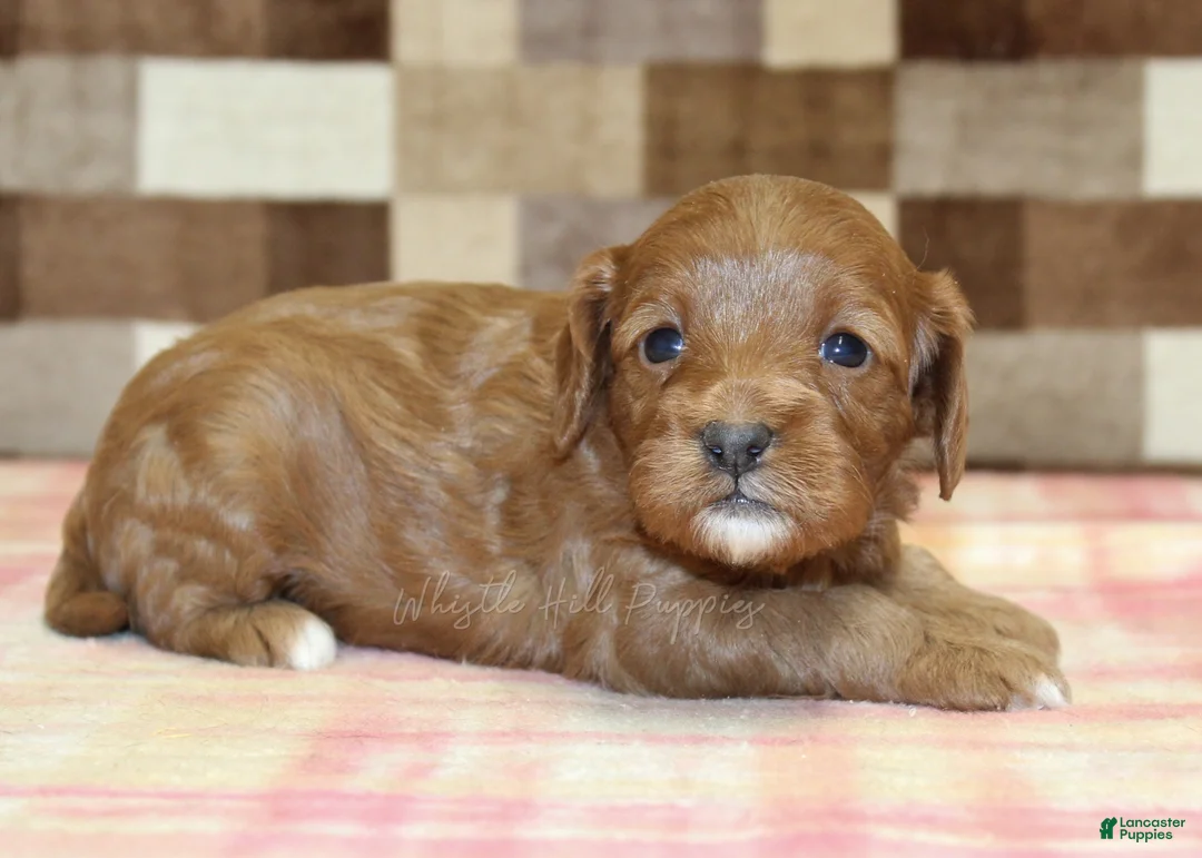 Cavapoo dogs for sale: Sparkle - Ad 1