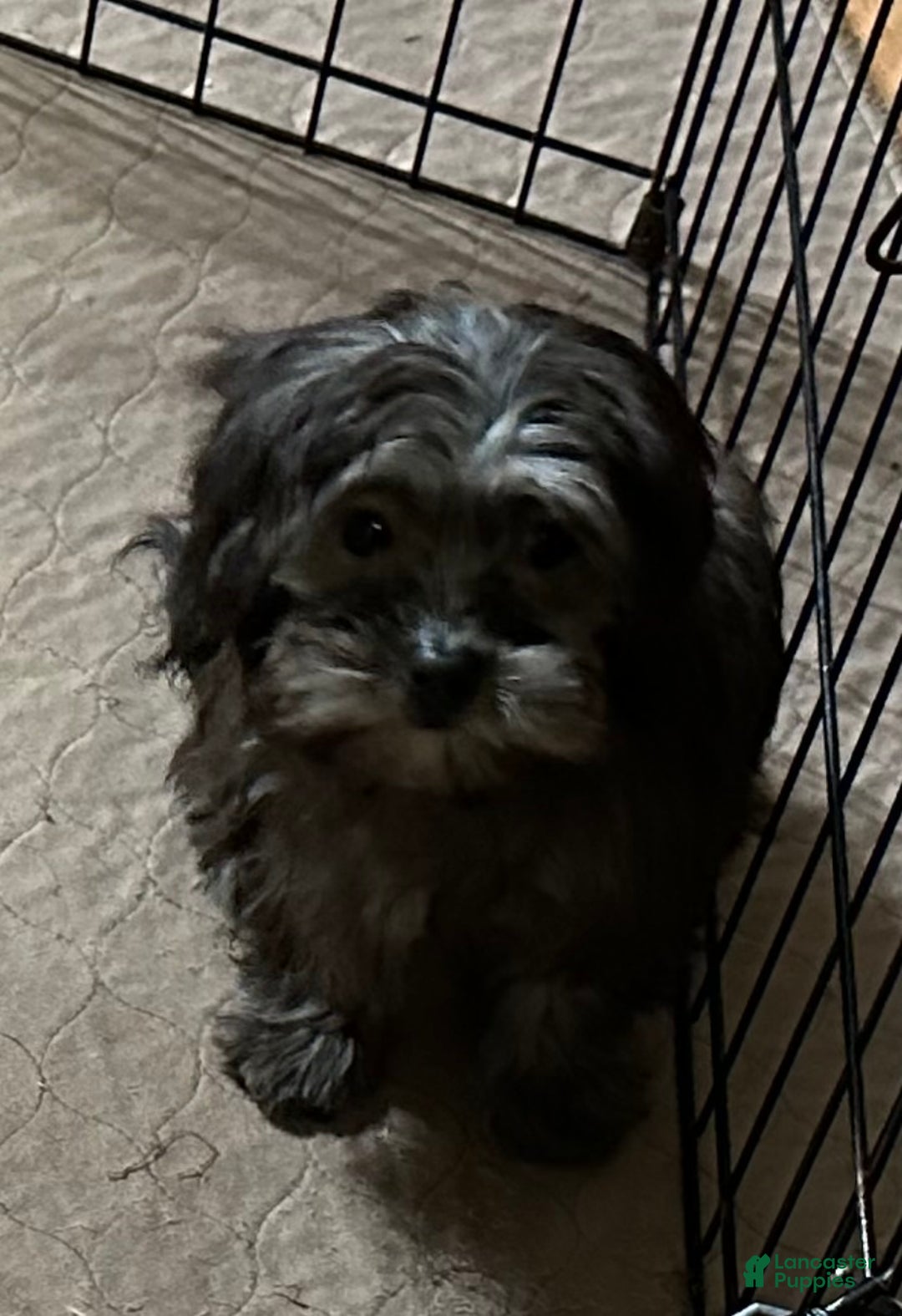 Shihpoo dogs for sale: Shihpoo Puppy 4 - Ad 6