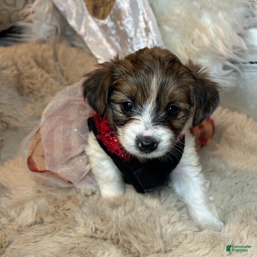 Mixed Breed dogs for sale: Buttercup - Ad 2