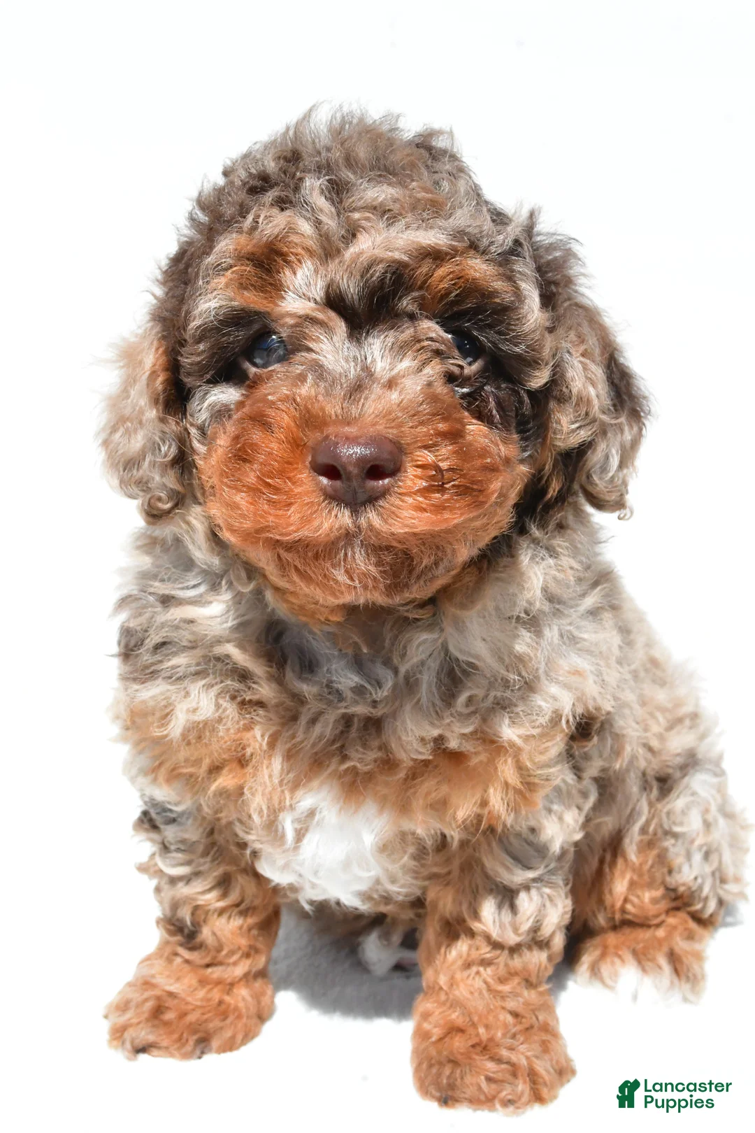 Miniature Poodle dogs for sale: Mason - Ad 2