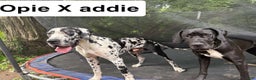 Great Dane dogs for sale: Maximus  - Ad 12