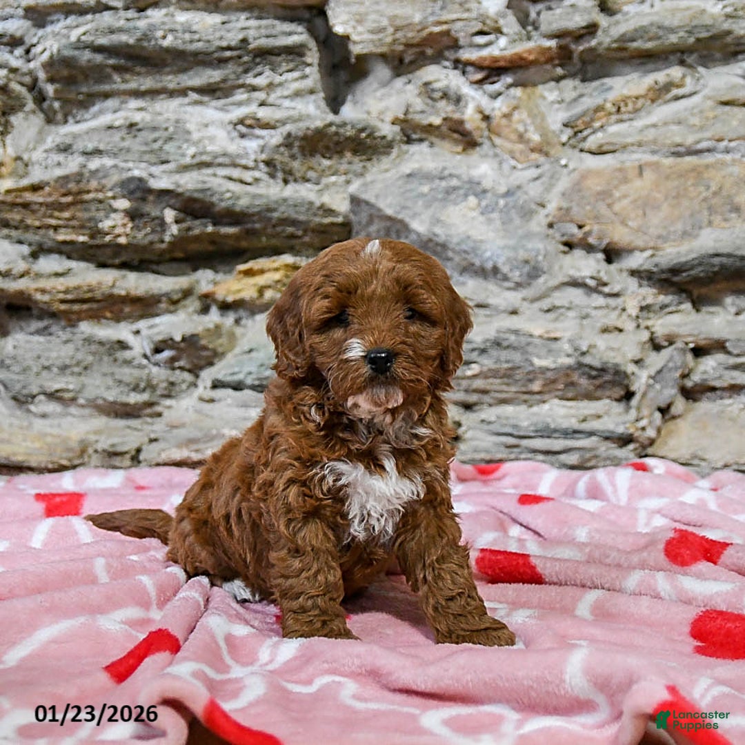 Mini Goldendoodle dogs for sale: Cody - Ad 3