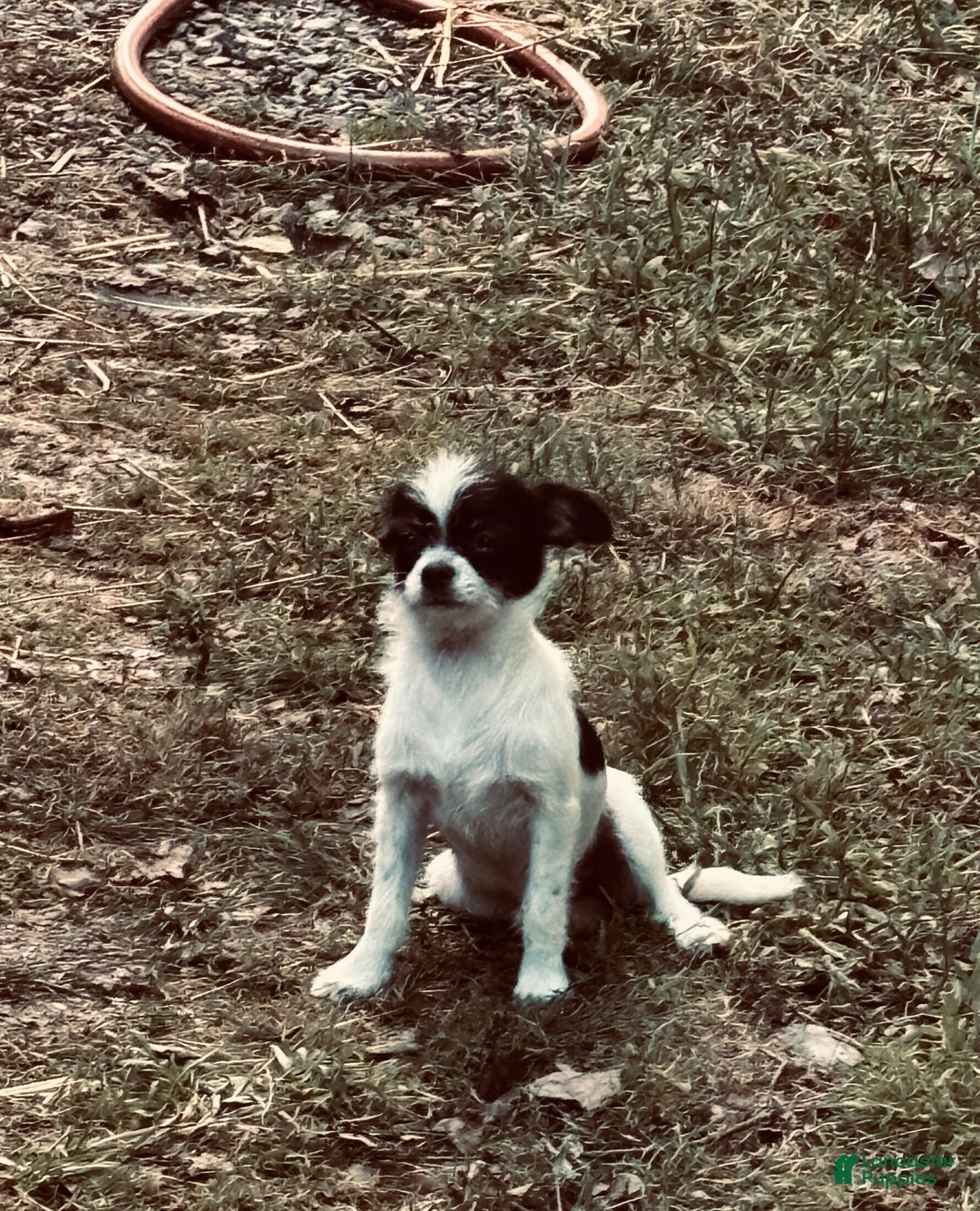 Chihuahua dogs for sale: Chihuahua Puppy 1 - Ad 2