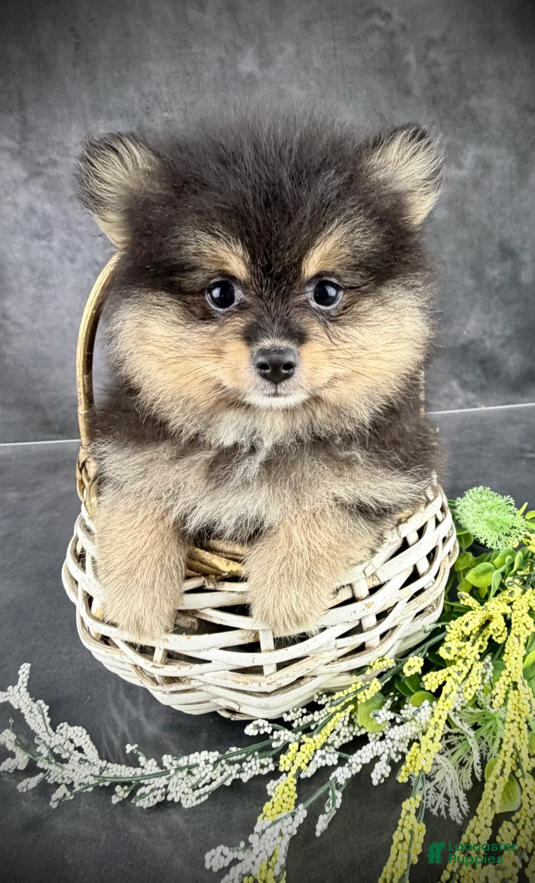 Pomeranian dogs for sale: Dash AKC - Ad 1