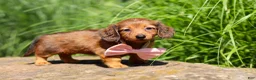 Miniature Dachshund dogs for sale: Allie - Ad 8