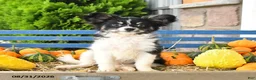 Papillon dogs for sale: Mitch - Ad 4