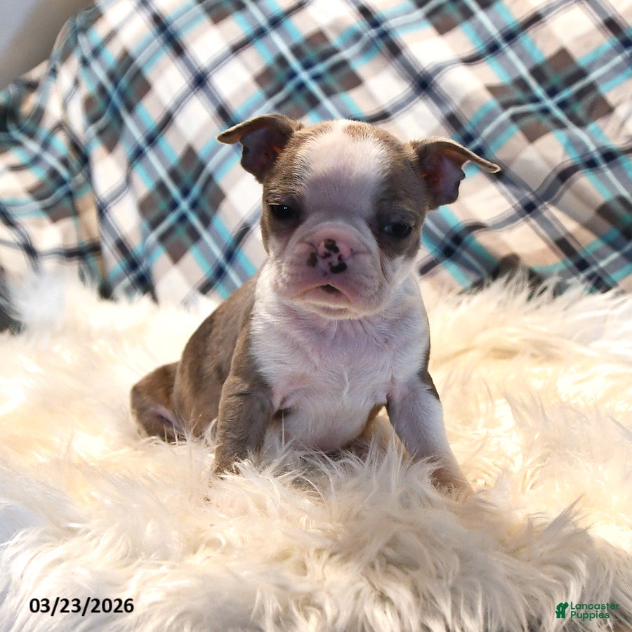 Boston Terrier dogs Paris - Ad 1