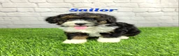 Mini Bernedoodle dogs for sale: Sailor  - Ad 6