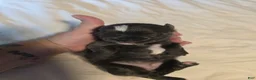 Chihuahua dogs for sale: Jill - Ad 7