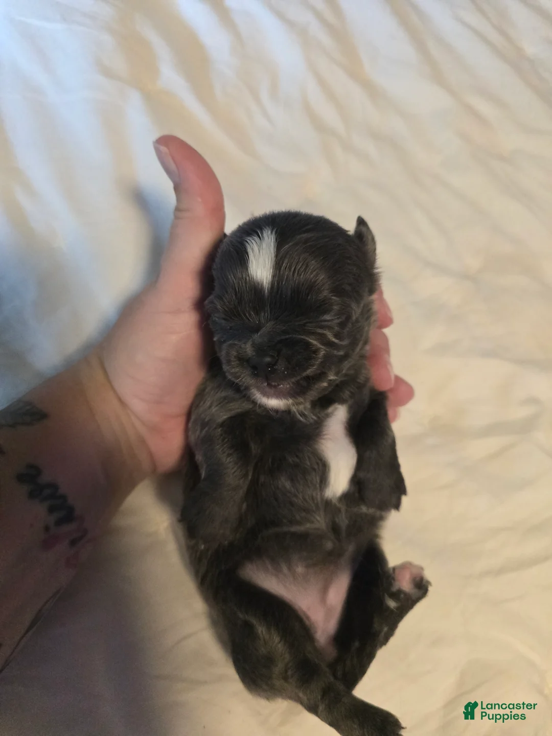 Chihuahua dogs for sale: Jill - Ad 7