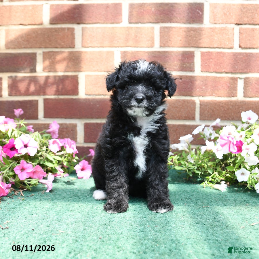 Sheltiedoodle dogs Wren - Ad 1