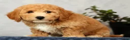 Bichpoo dogs for sale: York - Ad 3