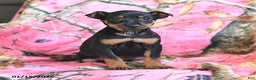 Miniature Pinscher dogs for sale: Quickstep - Ad 2
