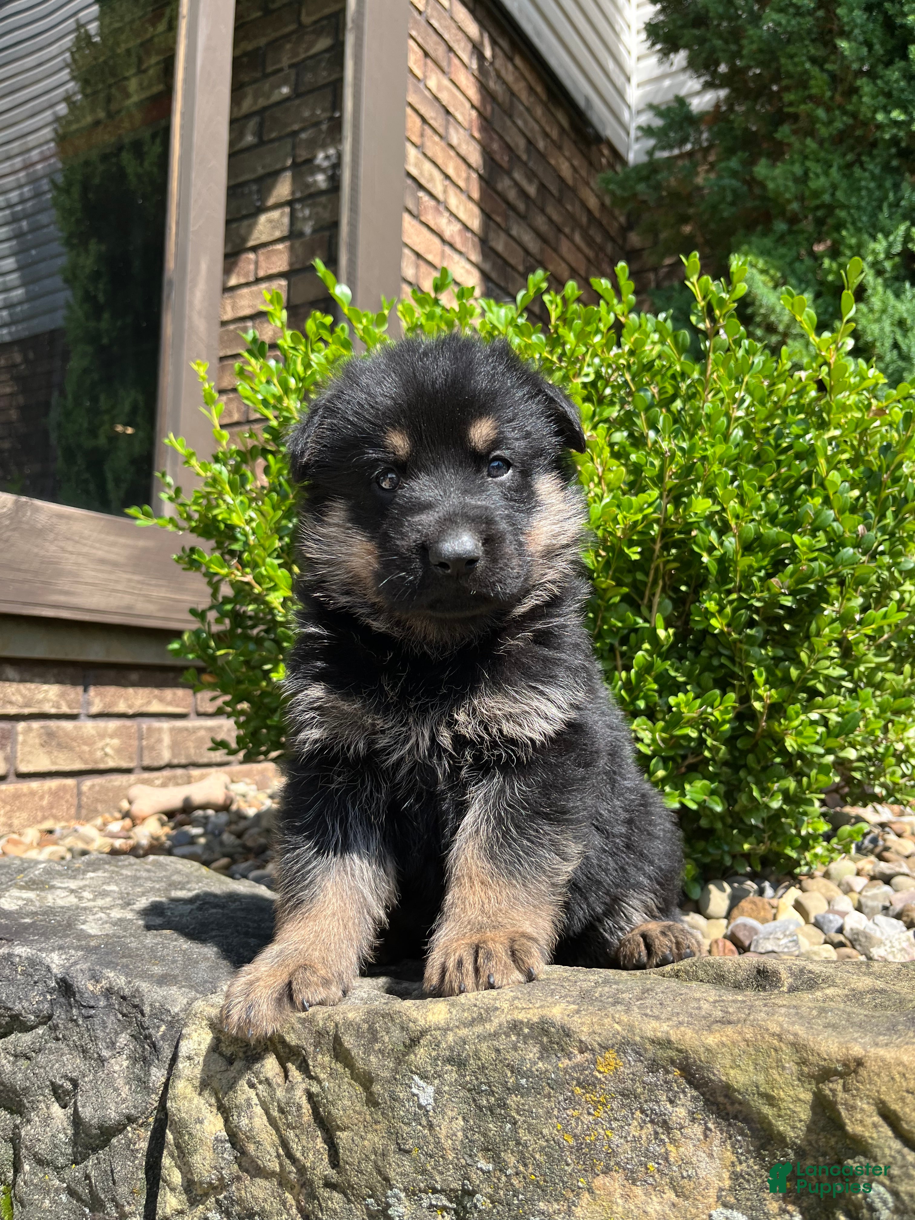 German Shepherd dogs Kirus - Ad 1