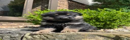 German Shepherd dogs for sale: Kirus - Ad 1