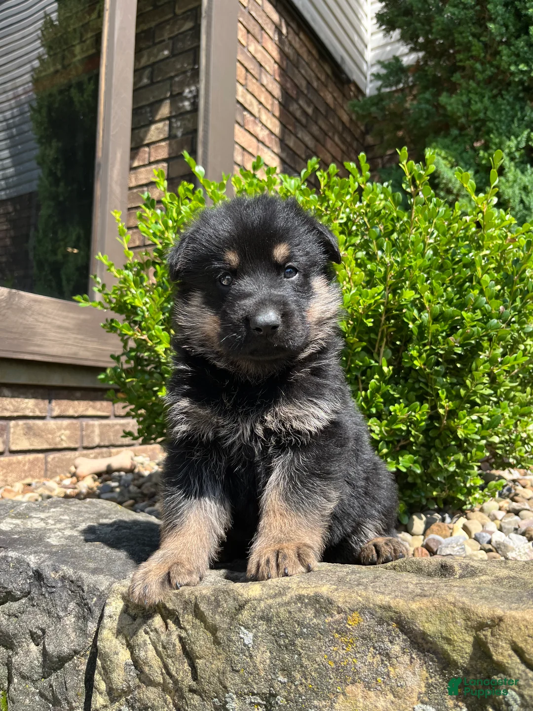 German Shepherd dogs for sale: Kirus - Ad 1