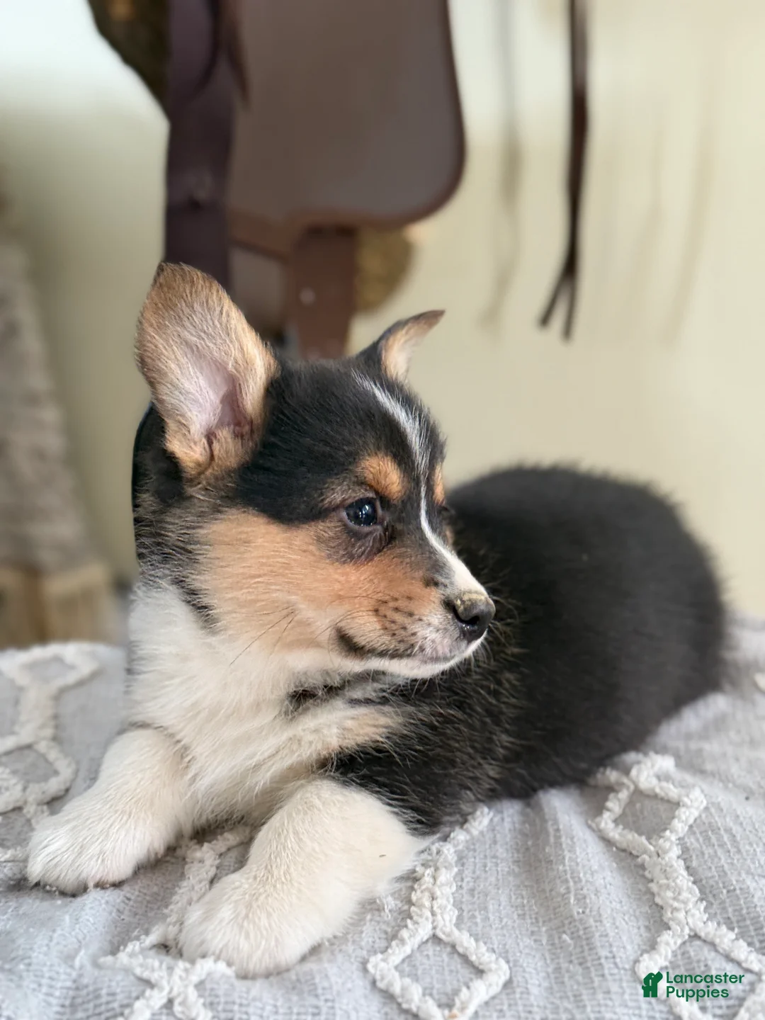 Welsh Corgi Pembroke dogs for sale: Finley - Ad 11