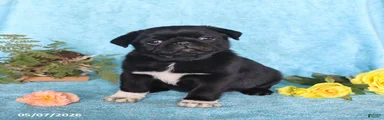 Blackie