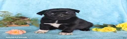 Pug dogs for sale: Blackie - Ad 1