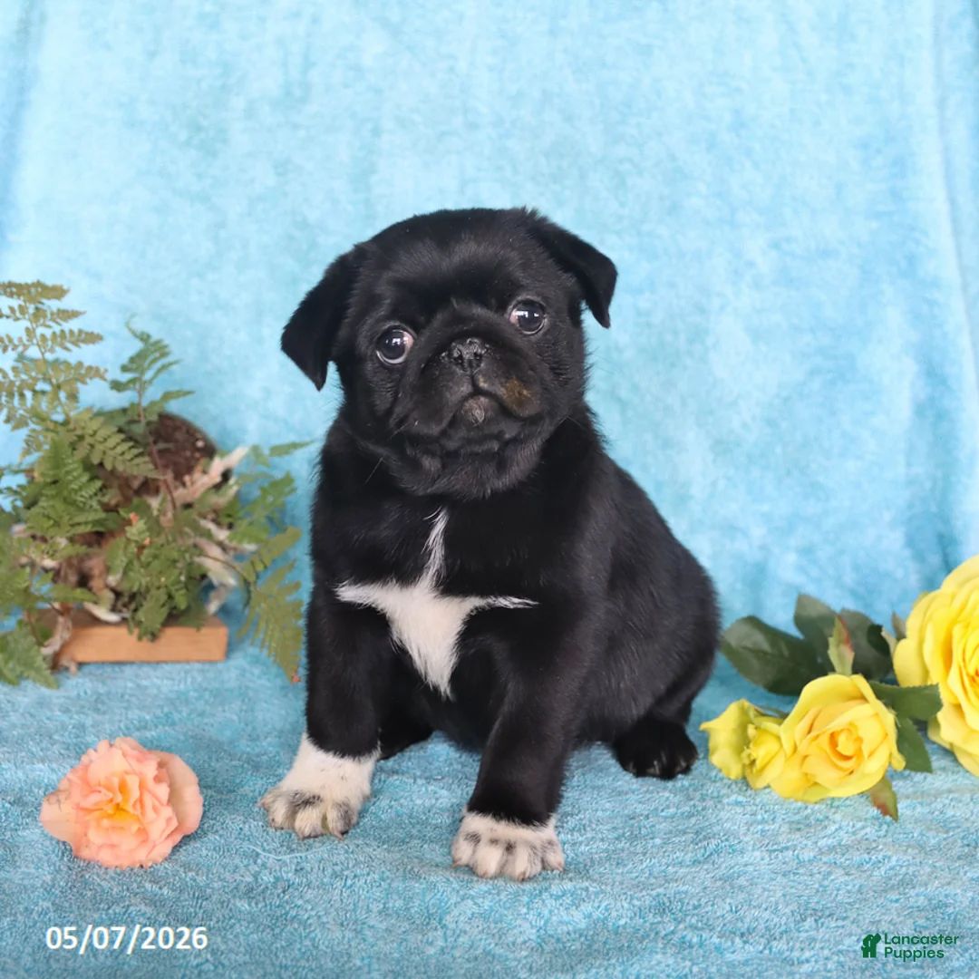 Pug dogs for sale: Blackie - Ad 1